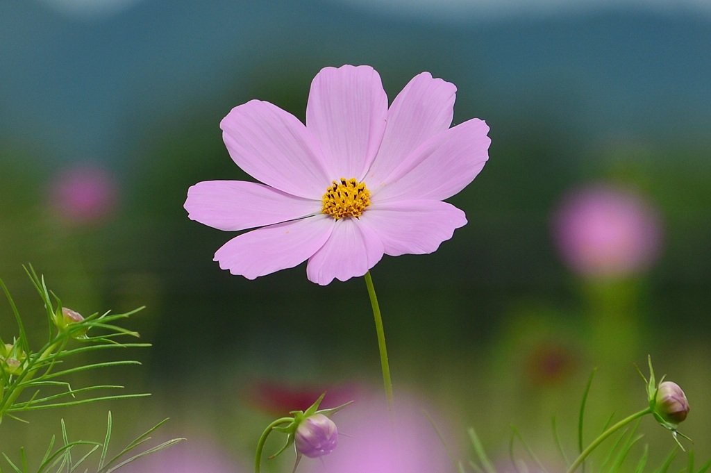 薄紅の秋桜