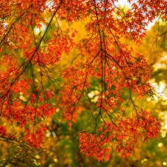 紅葉の錦神のまにまに・・・其の参