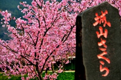 城山下桜～type Kawadu～