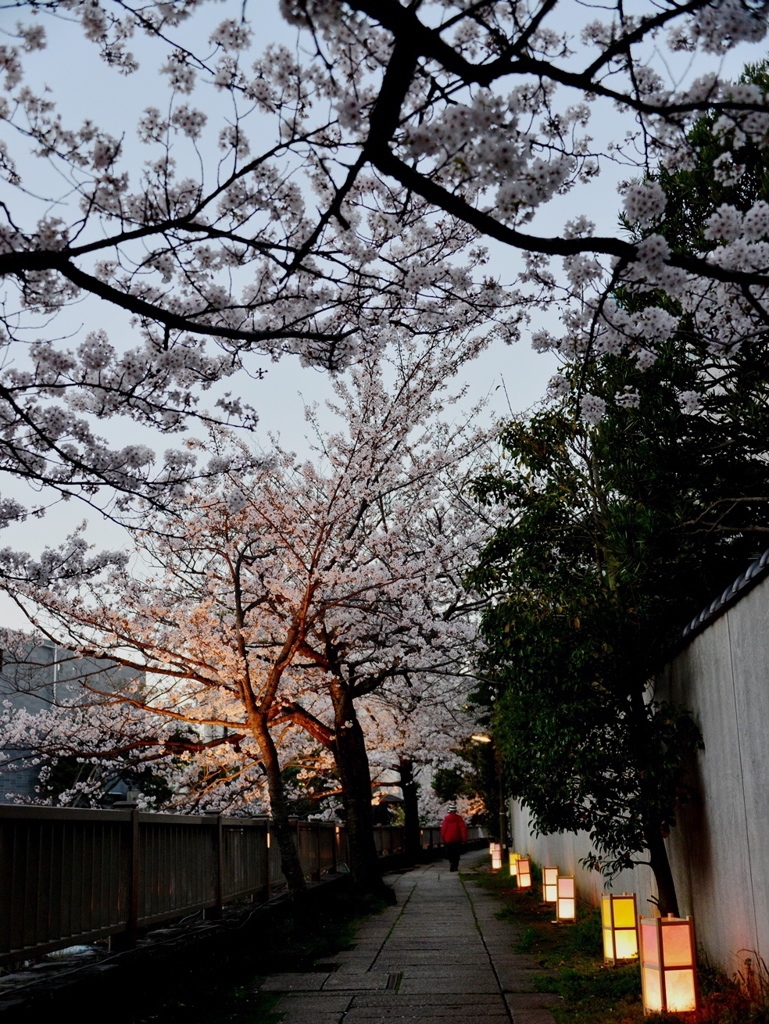 桜小径