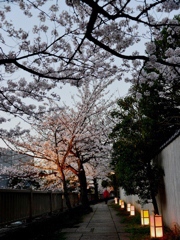 桜小径