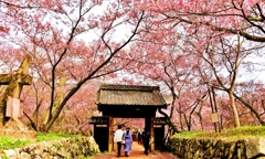 散る桜残る桜も散る桜 ～高遠城址～
