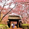 散る桜残る桜も散る桜 ～高遠城址～
