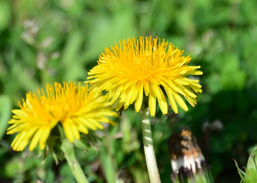 Dandelion　～早咲きのタンポポ～
