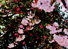 桜　feat.山茶花