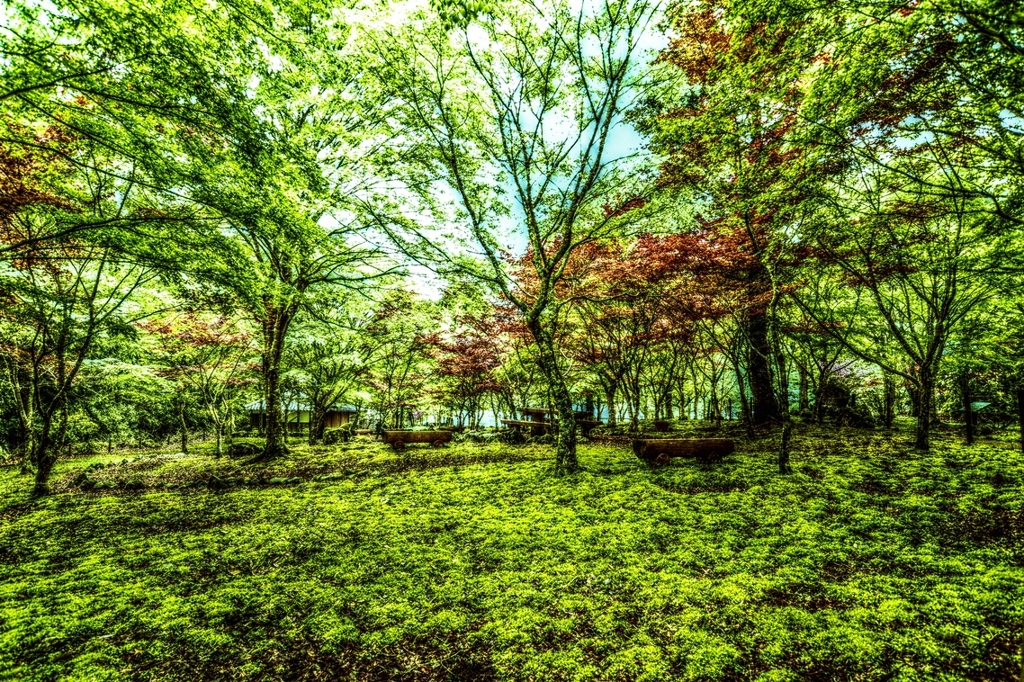 Green Forest ～苔むす林～