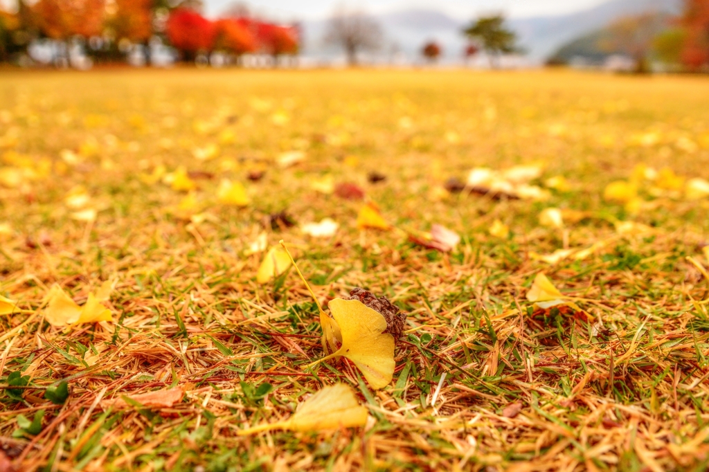 銀杏紅葉の舞い散る公園で・・・たった今、風が止まった