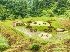 里山の風景 ～田んぼアート～