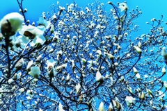 見上げてごらん・・・木蘭の涙