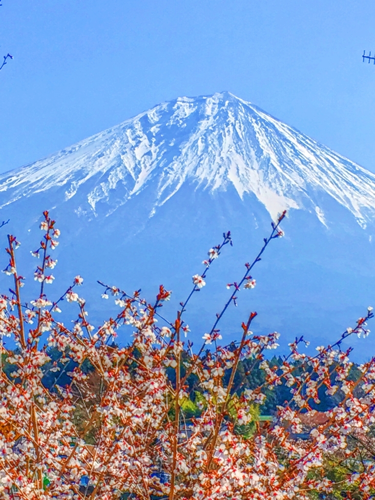 ああ・・・春だったね