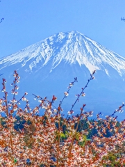 ああ・・・春だったね