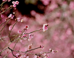 梅花５