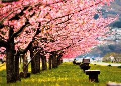 SAKURA