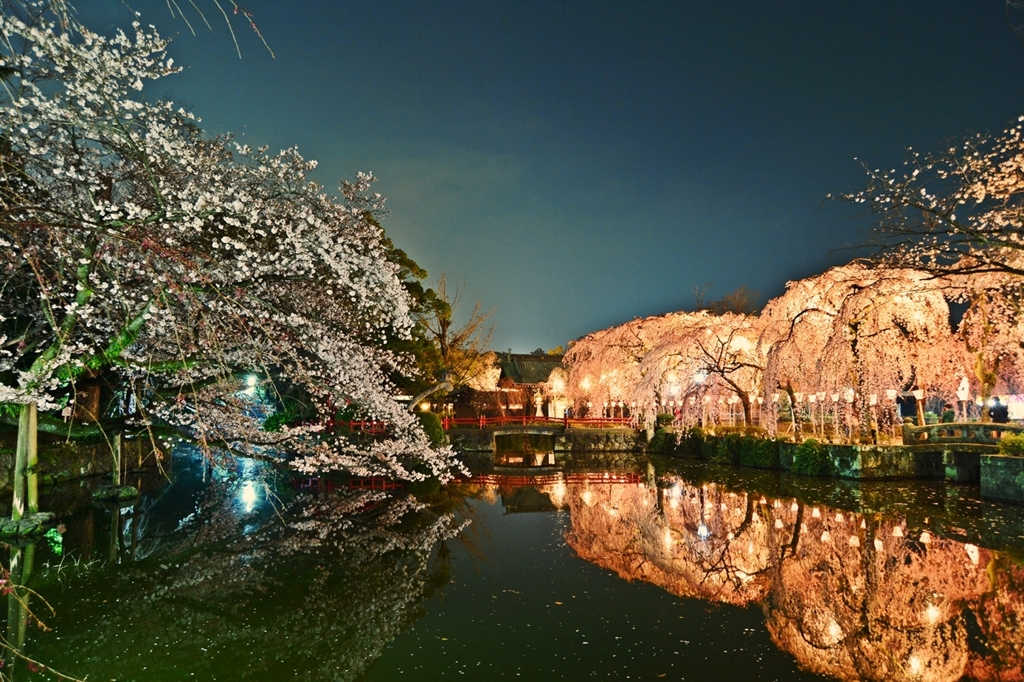 三嶋大社の夜桜が恋しくて ～神池鏡面～