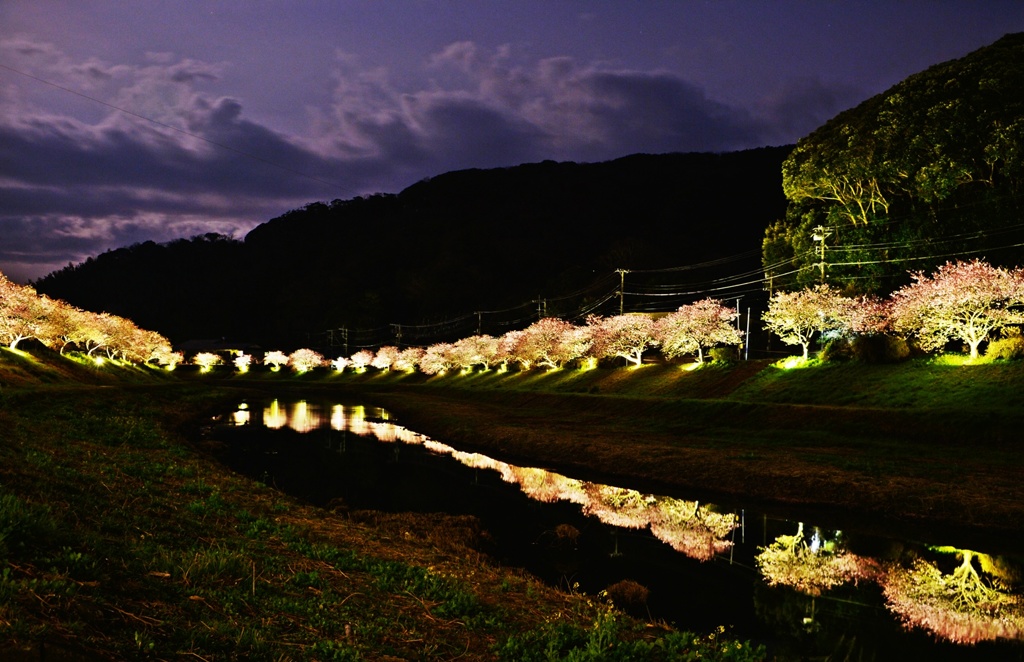 夜桜〜朧月夜