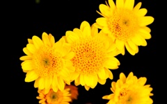 A Taste Of Honey　～小菊～