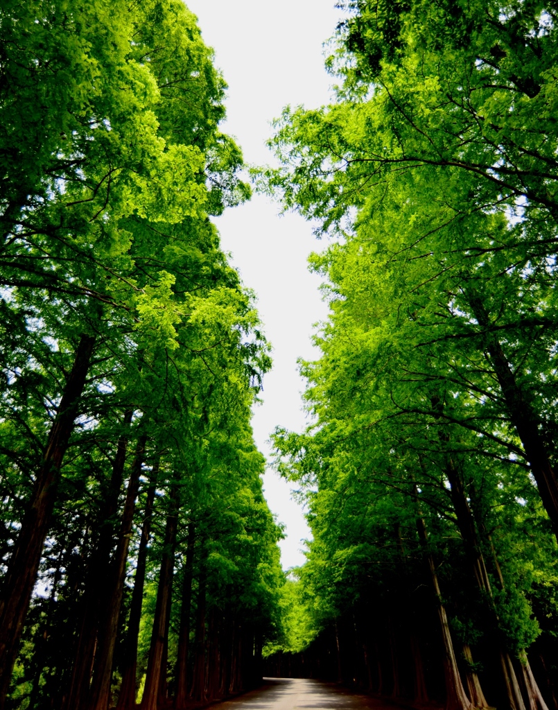 初夏の散歩道