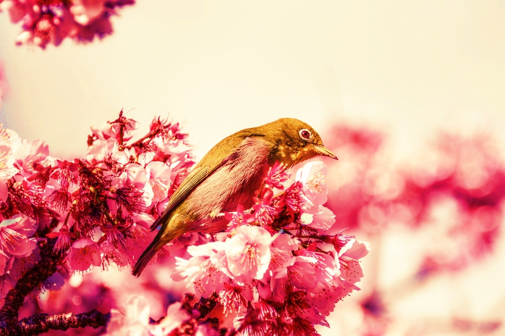 春の夢・・・朧げに咲く