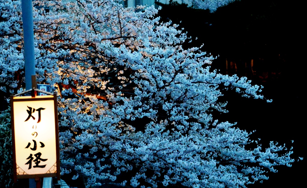 桜～灯りの小径～