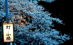 桜～灯りの小径～