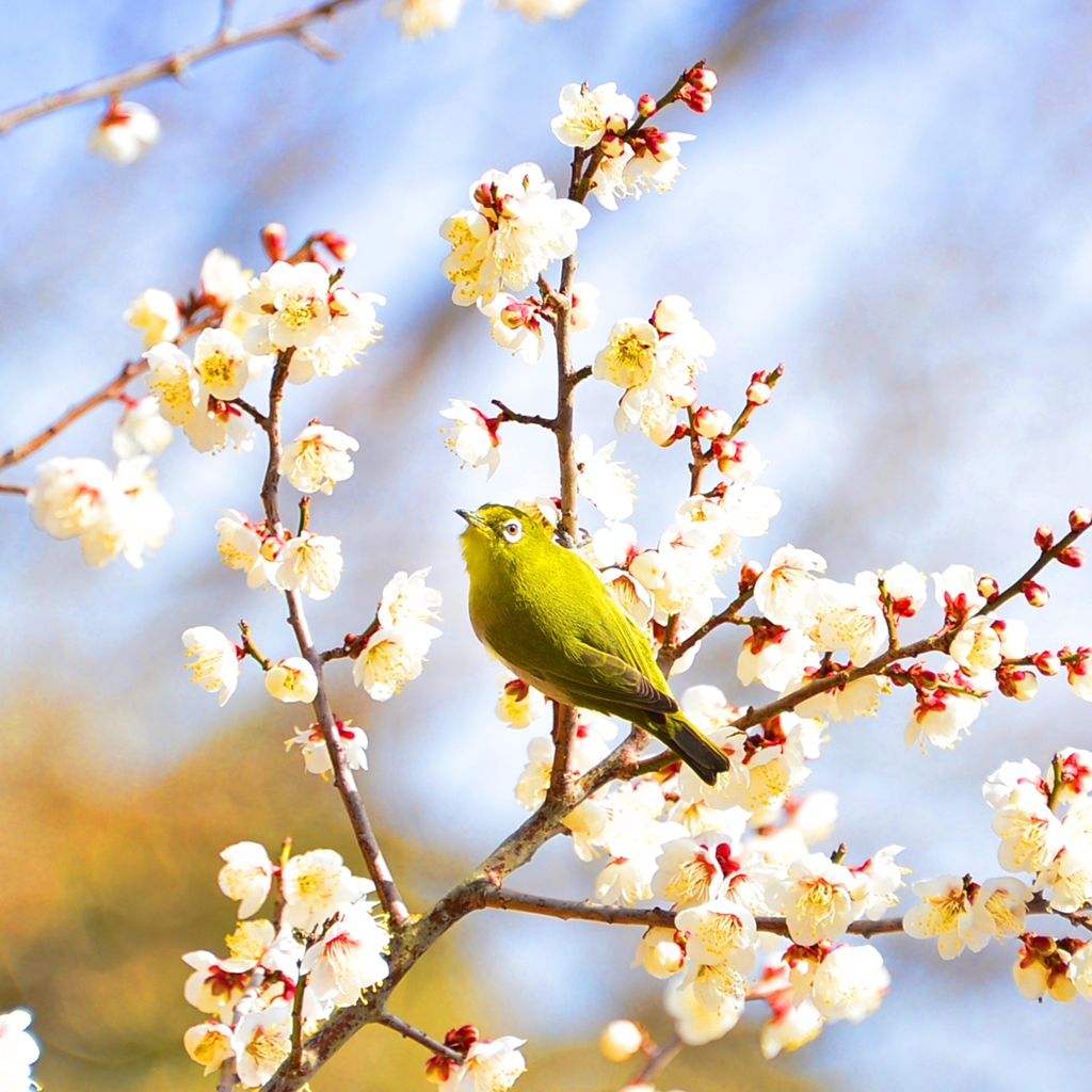 梅にはメジロが良く似合う