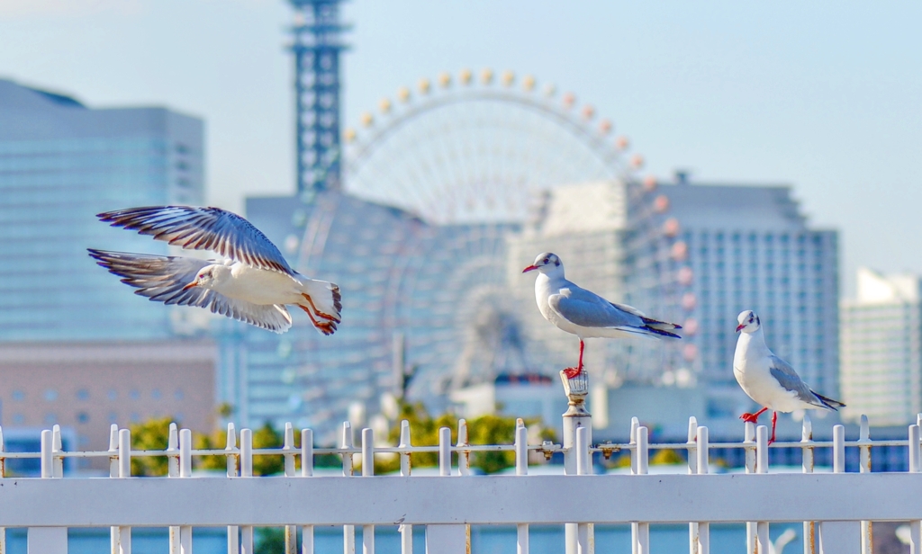 間隔を空けて飛んでください・・・