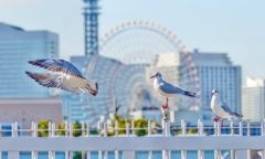 間隔を空けて飛んでください・・・