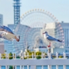 間隔を空けて飛んでください・・・