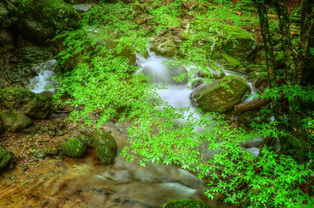 Green Forest ～青もみじの渓流～