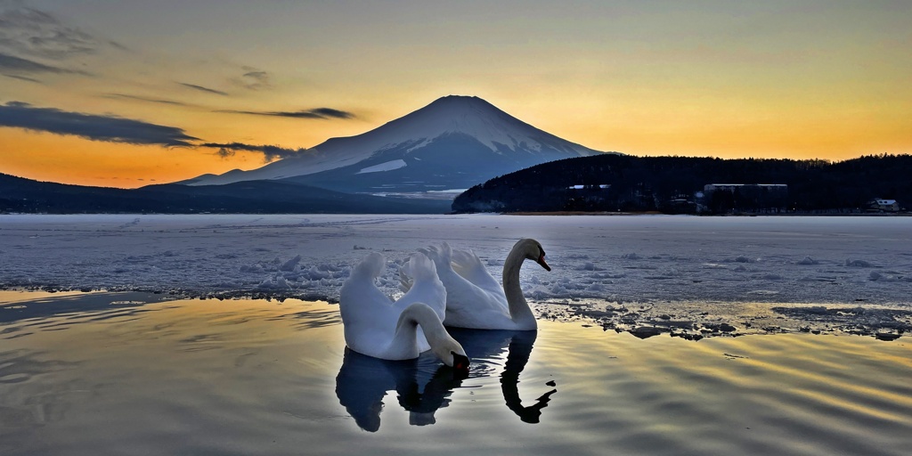 スワンの湖・・・氷結