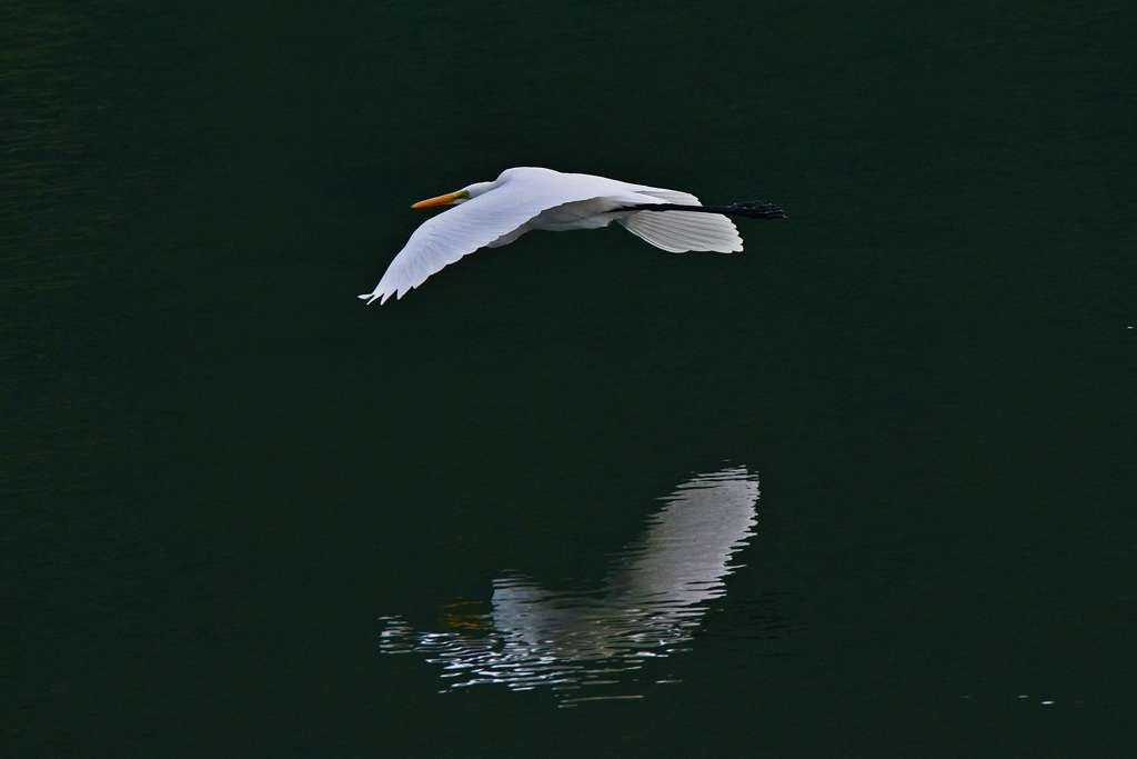 Landing～snowy heron～