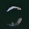 Landing～snowy heron～