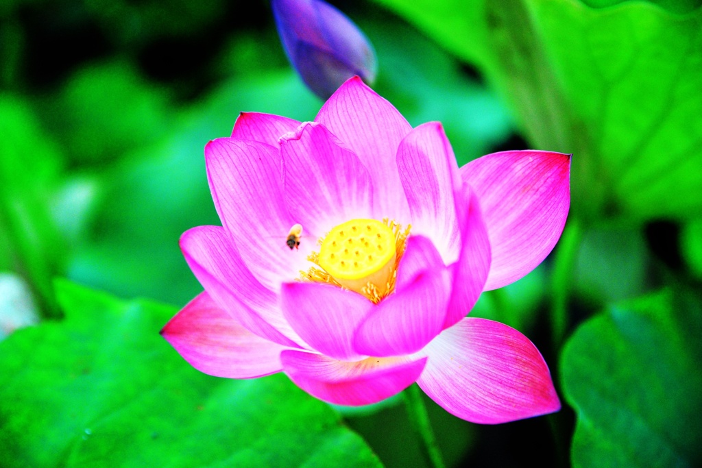 Taste of Honey ～蓮  成福寺～