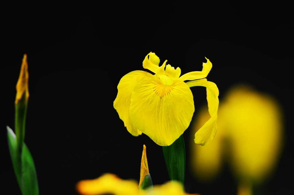 それは儚い・・・花菖蒲