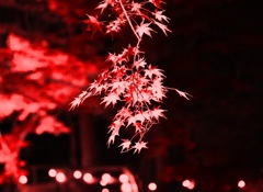 モミジの錦　夜の間に間に