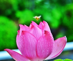 呼べよ 花の名前を一つだけ・・・ 蜂と蓮