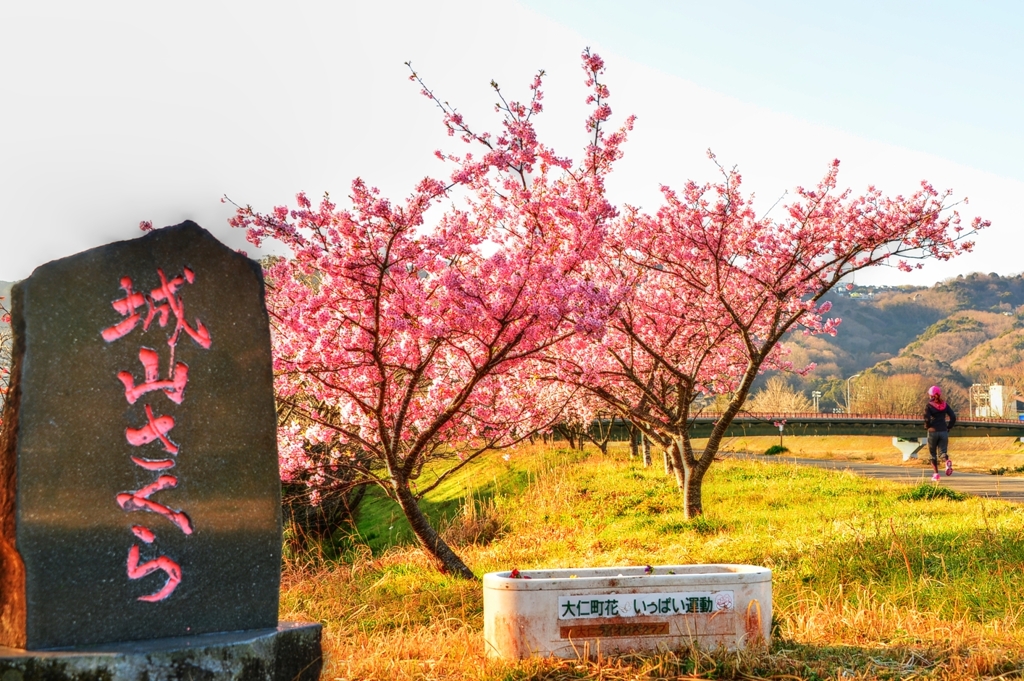 ジョー山下の桜 2020 ～其の弐～