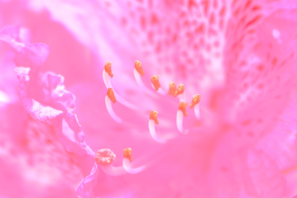 A Taste of Honey ~石楠花~