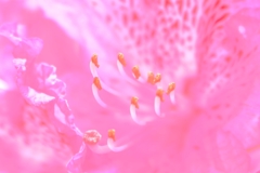A Taste of Honey ~石楠花~