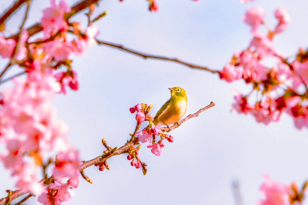 サクラにはメジロが良く似合う
