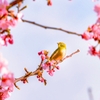 サクラにはメジロが良く似合う