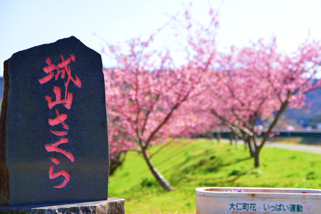 ジョー山下の桜 