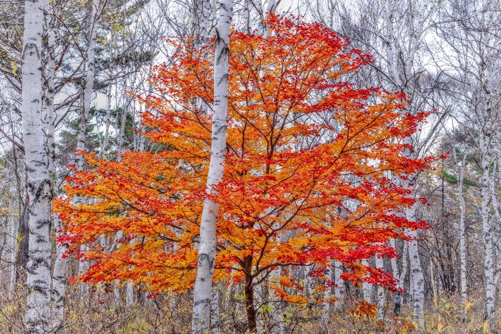 紅一点の煌き