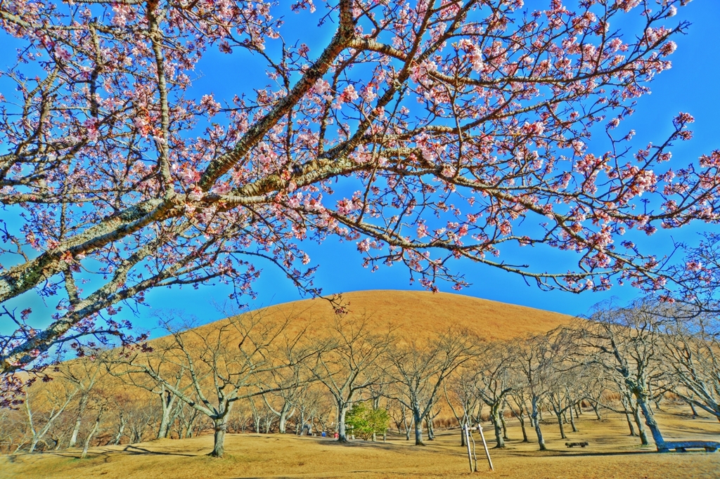 大室山は春・・・いずれにしても春