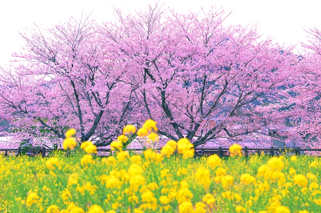 桜color・・・また逢えるから
