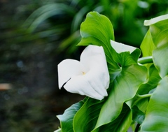 源平川~花