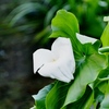 源平川~花