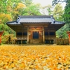 銀杏紅葉の舞散る二岡神社で・・・たった今、風が止まった