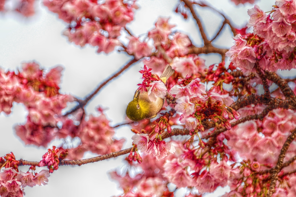 ATAMI-SAKURA