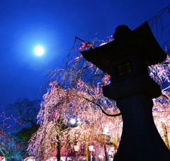 三嶋大社の夜桜が恋しくて・・・朧月夜